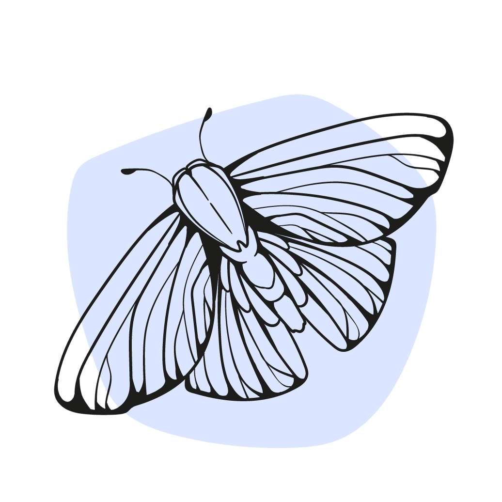 moth drawing